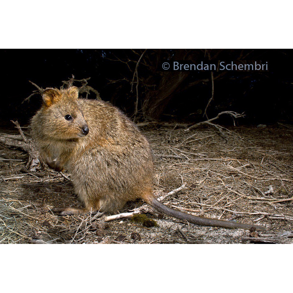 Квокка (Setonix brachyurus) Фото №2