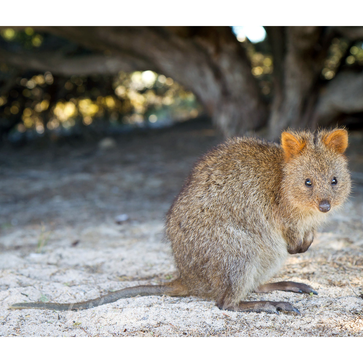 Квокка (Setonix brachyurus) Фото №3