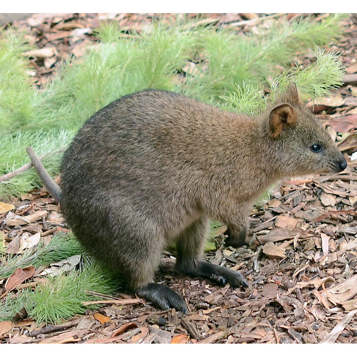 Квокка (Setonix brachyurus) Фото №4
