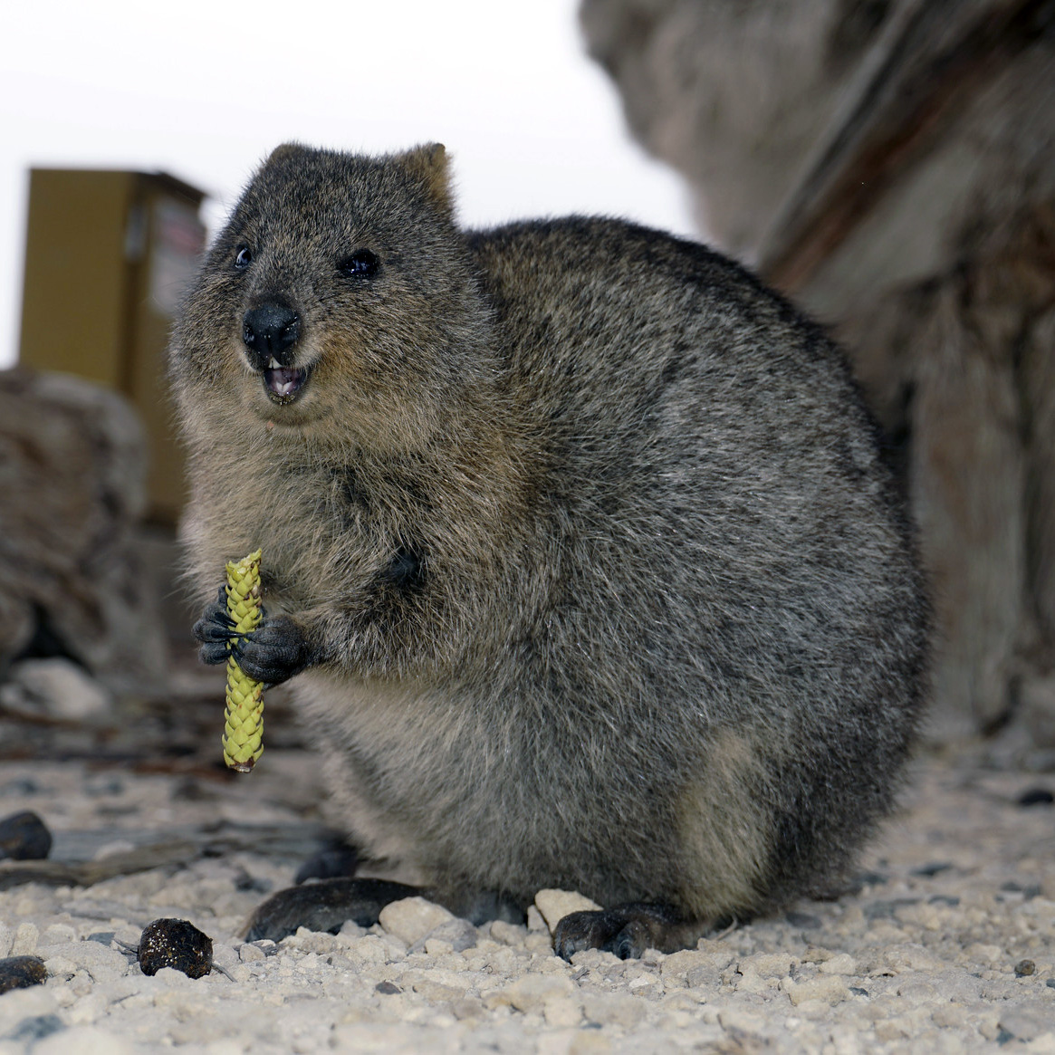 Квокка (Setonix brachyurus) Фото №5