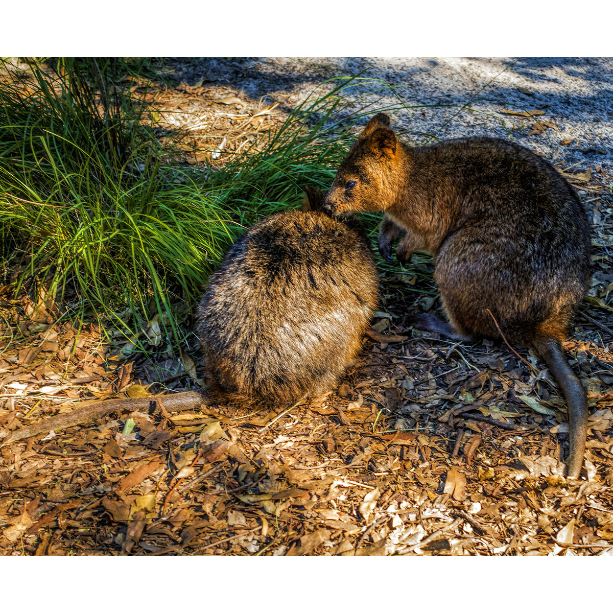 Квокка (Setonix brachyurus) Фото №6