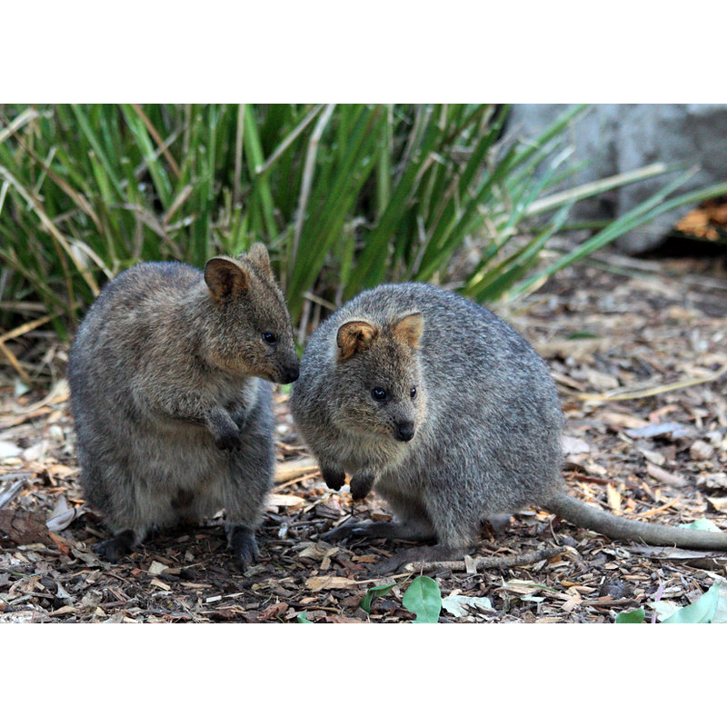 Квокка (Setonix brachyurus) Фото №7