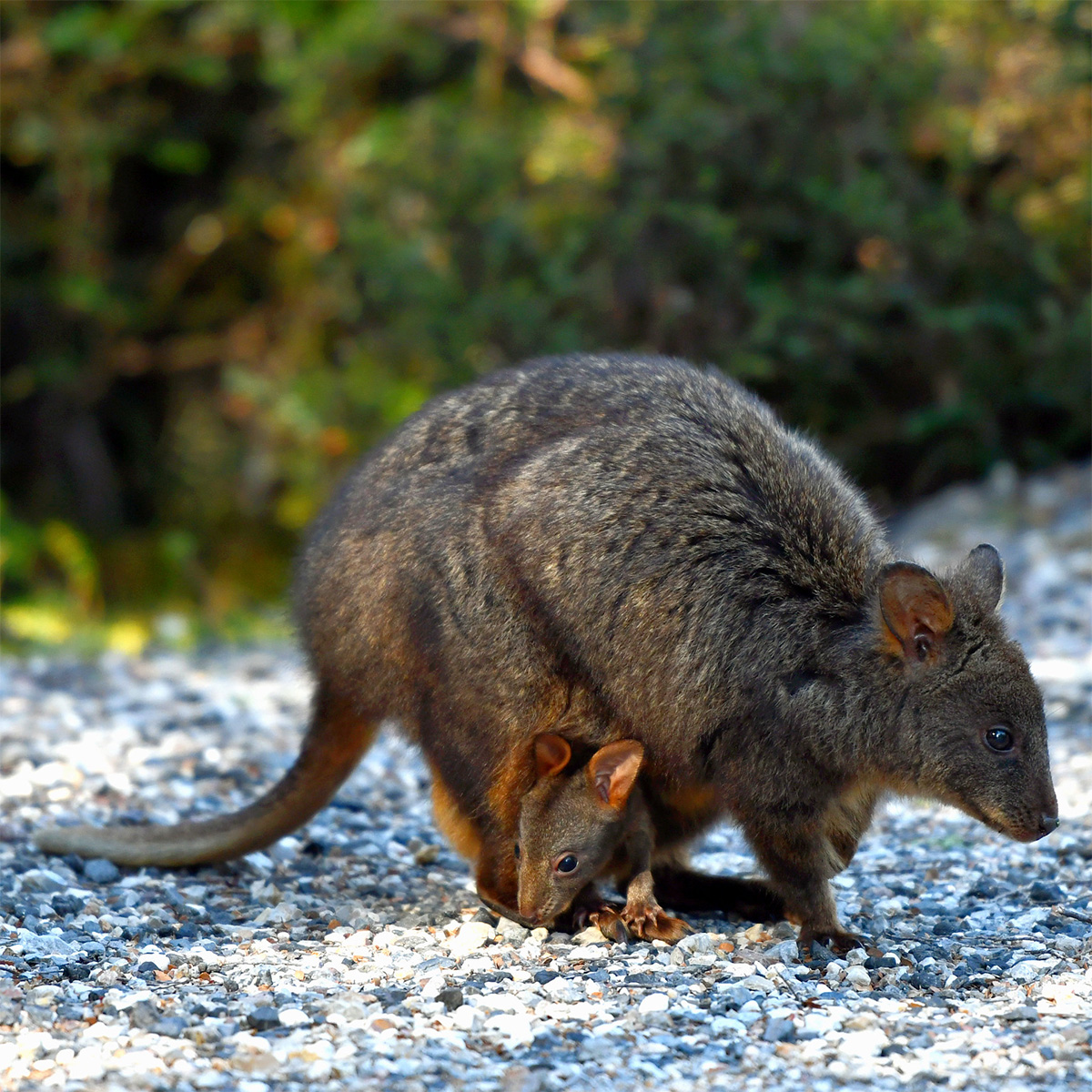 Квокка (Setonix brachyurus) Фото №8