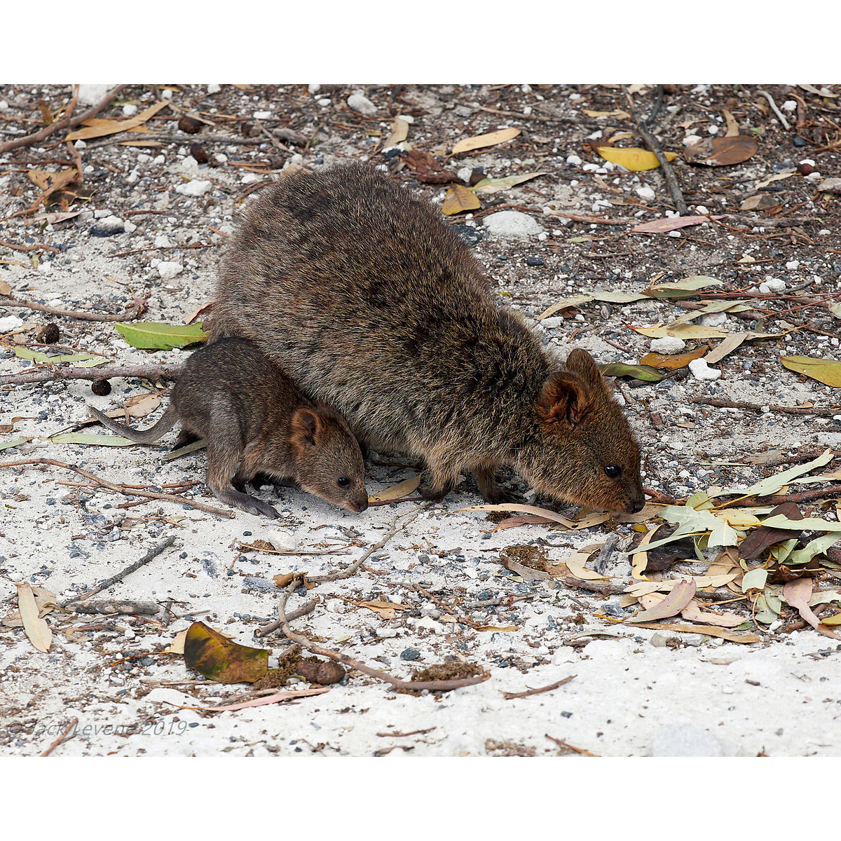Квокка (Setonix brachyurus) Фото №9