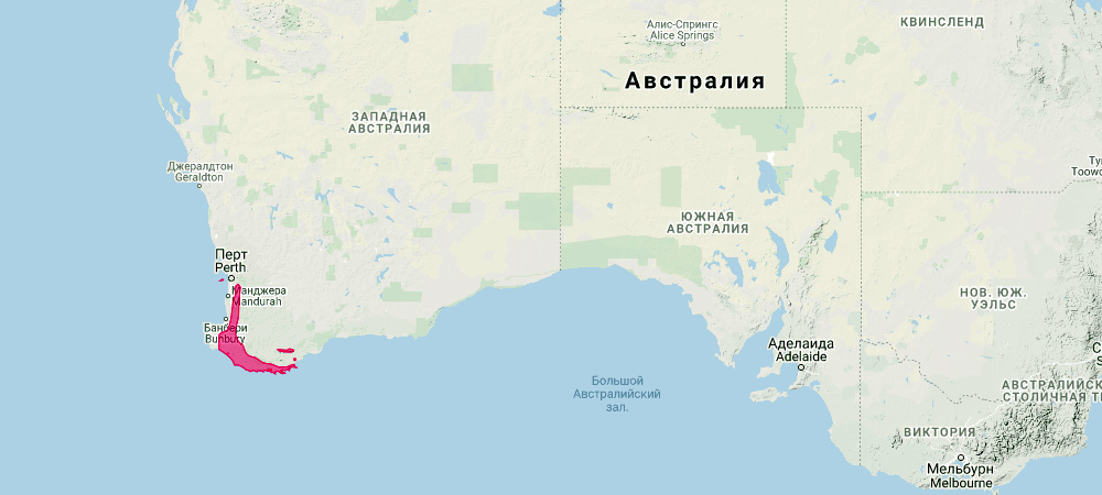 Квокка (Setonix brachyurus) Ареал обитания на карте