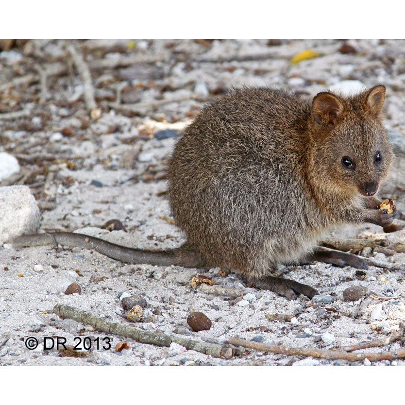 Квокка (Setonix brachyurus) Фото №1