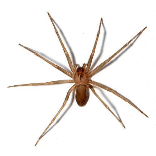 Семейство Sicariidae фото