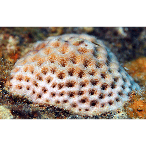 Семейство Siderastreidae  фото