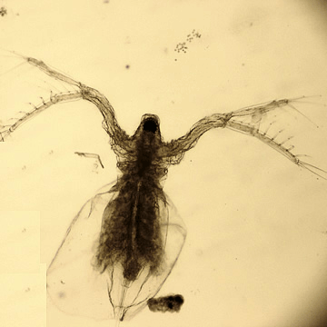 Семейство Sididae фото