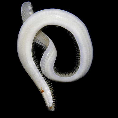 Семейство Sigalionidae фото