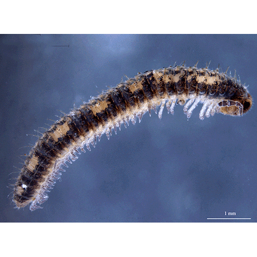 Семейство Siphonocryptidae фото