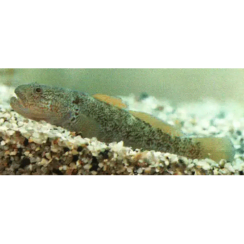 Род Siphonogobius фото