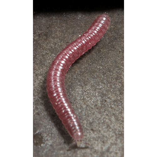 Семейство Siphonophoridae фото