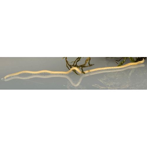 Семейство Siphonorhinidae фото
