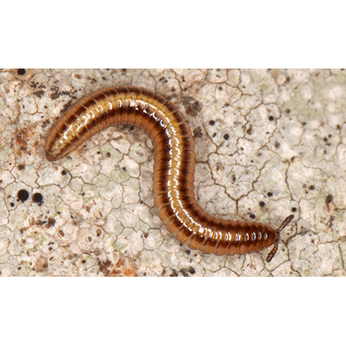 Семейство Siphonotidae фото
