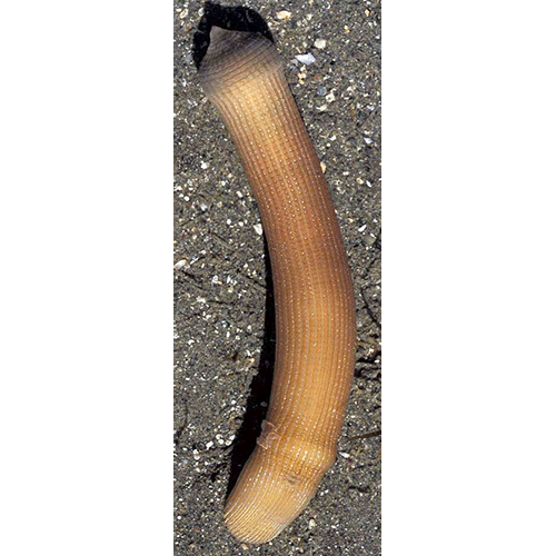 Семейство Sipunculidae  фото