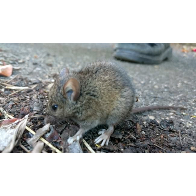 Белоногая сумчатая мышь (Sminthopsis leucopus) Фото №3