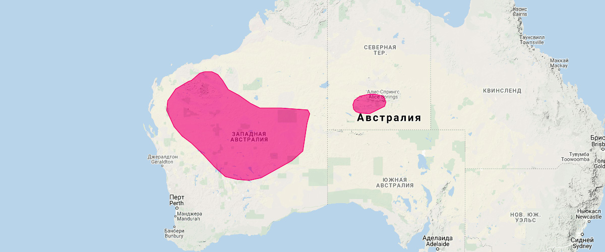 Длиннохвостая сумчатая мышь (Sminthopsis longicaudata) Ареал обитания на карте