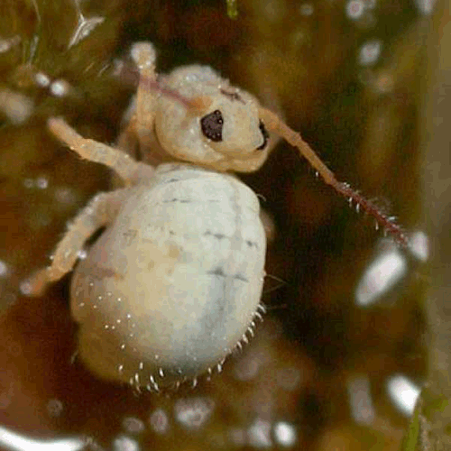 Семейство Sminthurididoidea фото