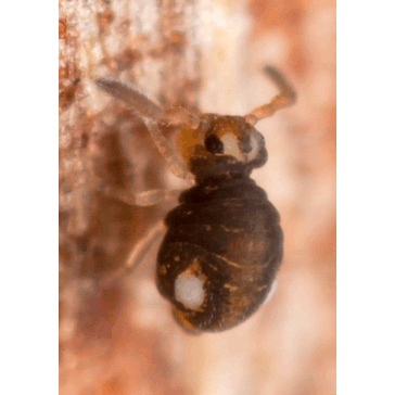 Семейство Sminthuroidea фото