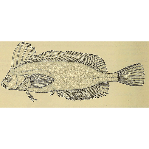 Род Smithichthys фото