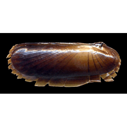 Семейство Solemyoidea  фото