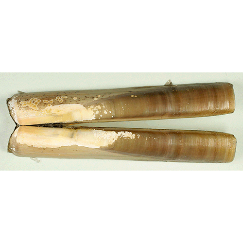 Семейство Solenoidea  фото