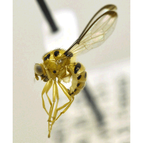 Семейство Somatiidae фото