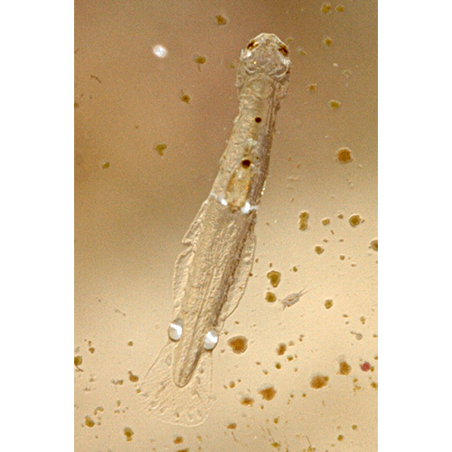 Семейство Spadellidae фото