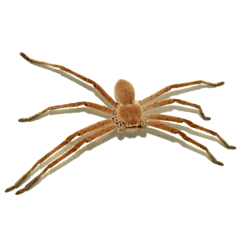 Семейство Sparassidae фото