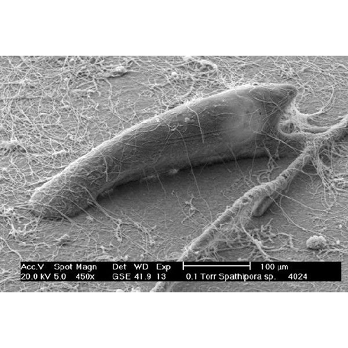 Семейство Spathiporidae фото