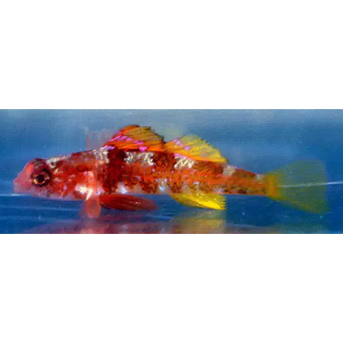 Род Speleogobius фото