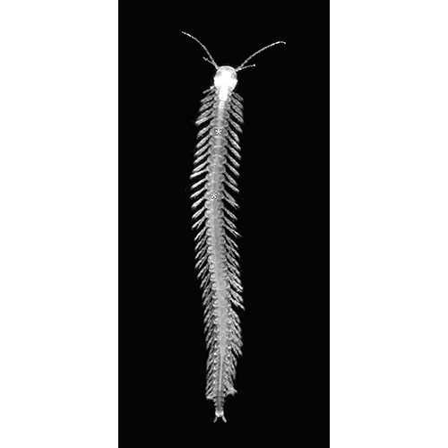 Семейство Speleonectidae фото