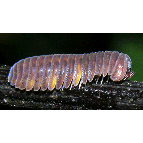 Семейство Sphaeriodesmidae фото