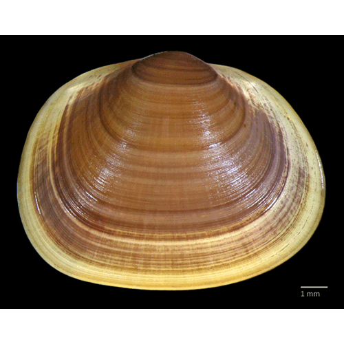 Семейство Sphaerioidea  фото