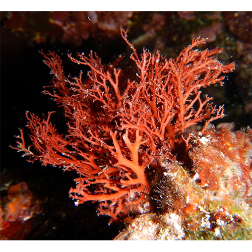 Семейство Sphaerococcaceae фото