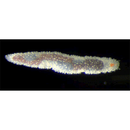 Семейство Sphaerodoridae фото