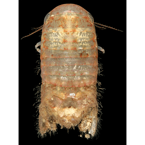 Семейство Sphaeromatoidea фото