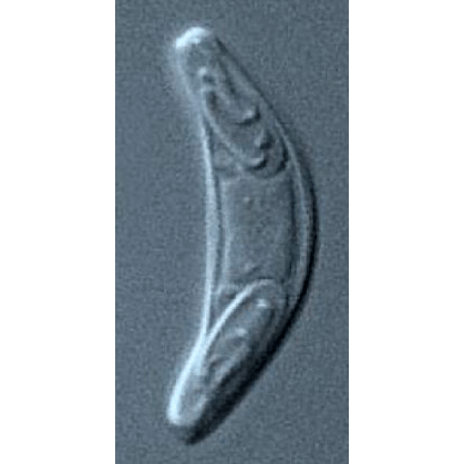 Семейство Sphaeromyxidae  фото