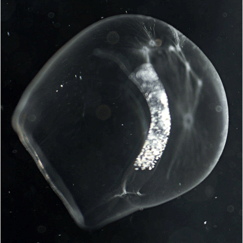Семейство Sphaeronectidae  фото