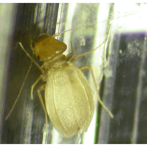 Семейство Sphaeropsocidae фото