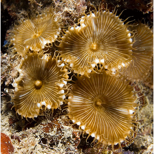 Семейство Sphenopidae  фото
