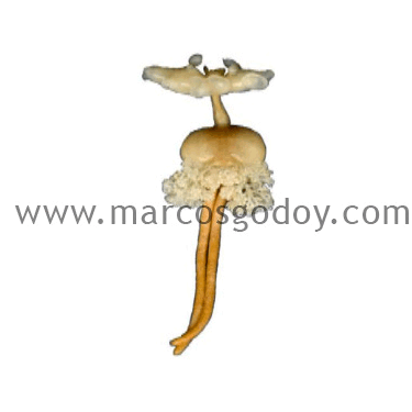 Семейство Sphyriidae фото