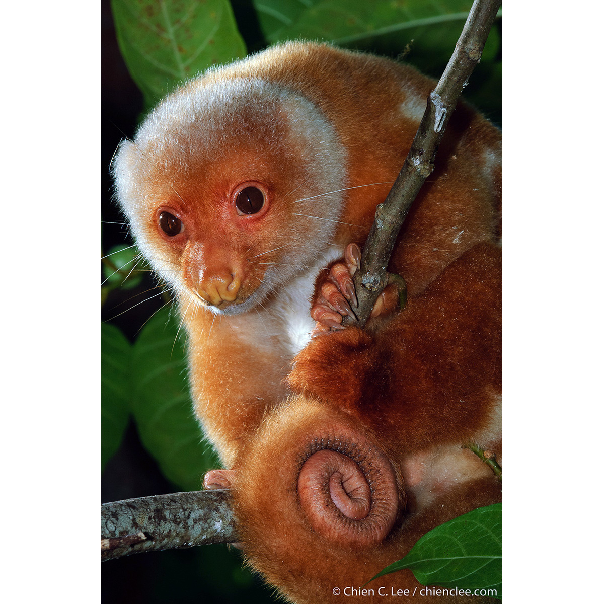 Пятнистый кускус (Spilocuscus maculatus) Фото №10