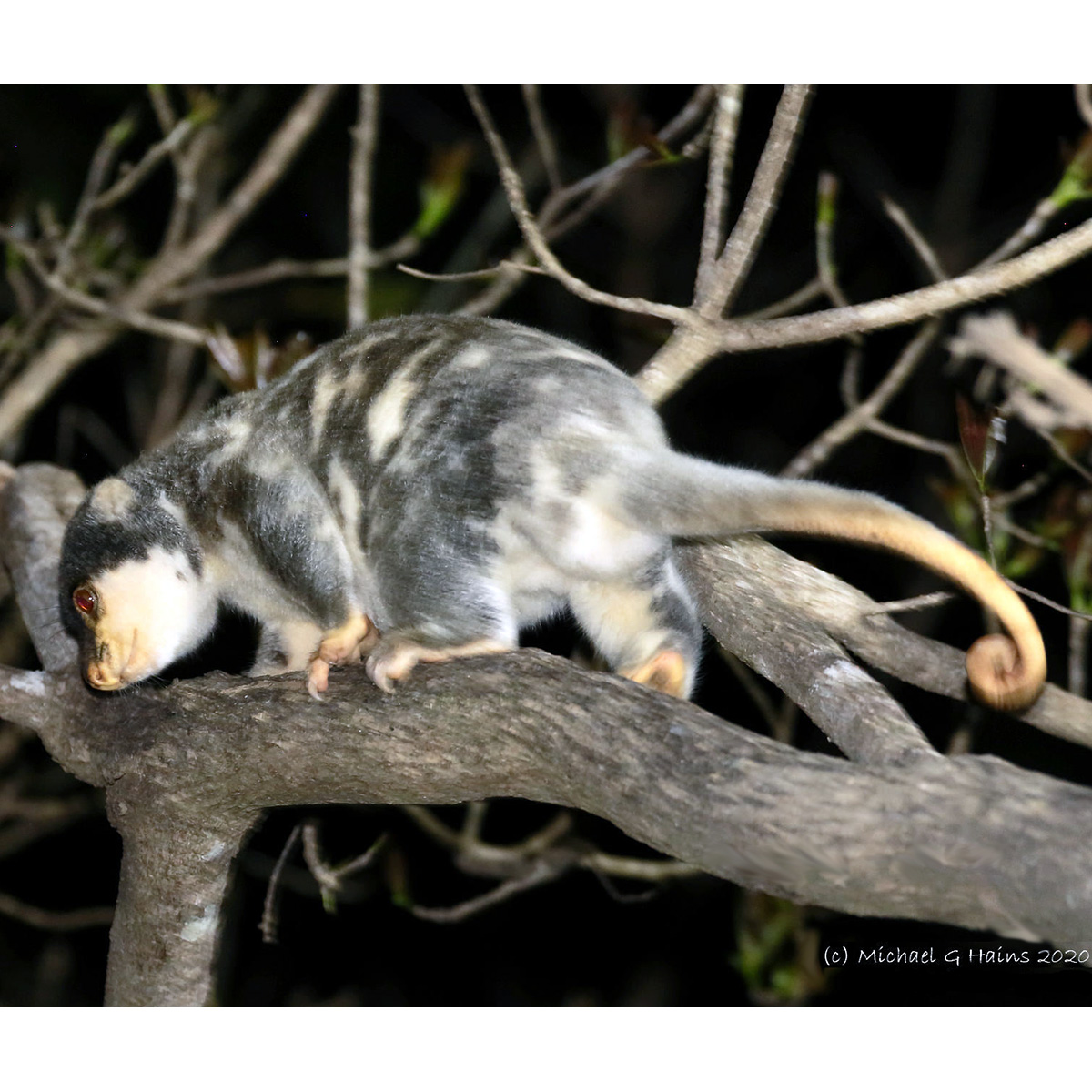 Пятнистый кускус (Spilocuscus maculatus) Фото №2