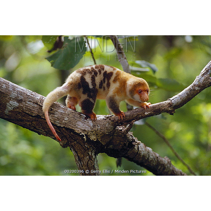 Пятнистый кускус (Spilocuscus maculatus) Фото №3