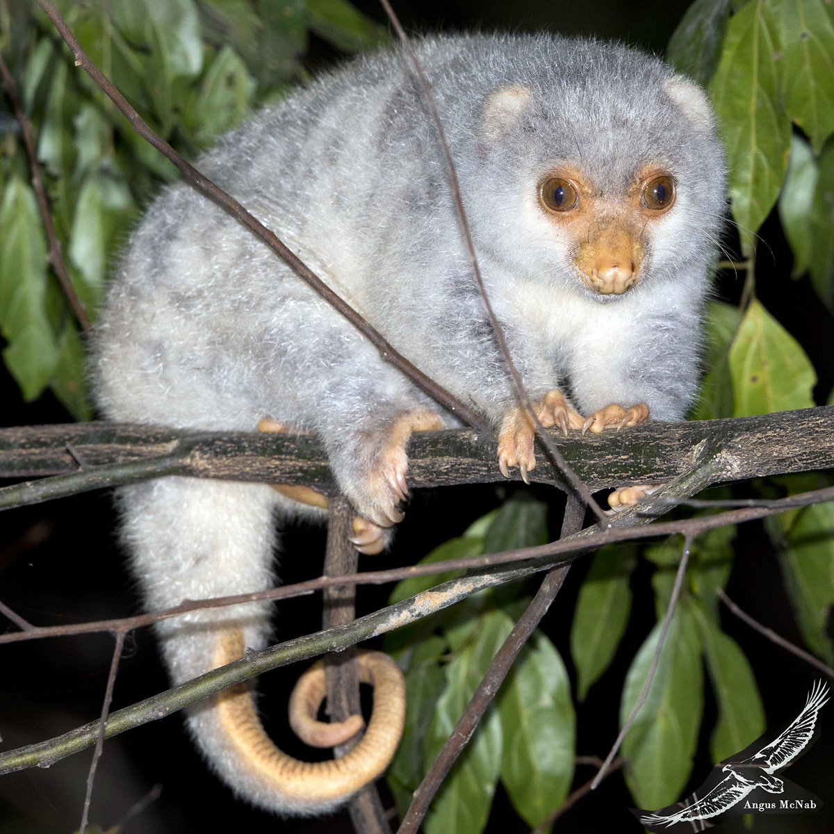 Пятнистый кускус (Spilocuscus maculatus) Фото №4