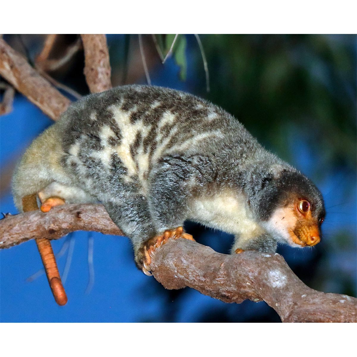Пятнистый кускус (Spilocuscus maculatus) Фото №5