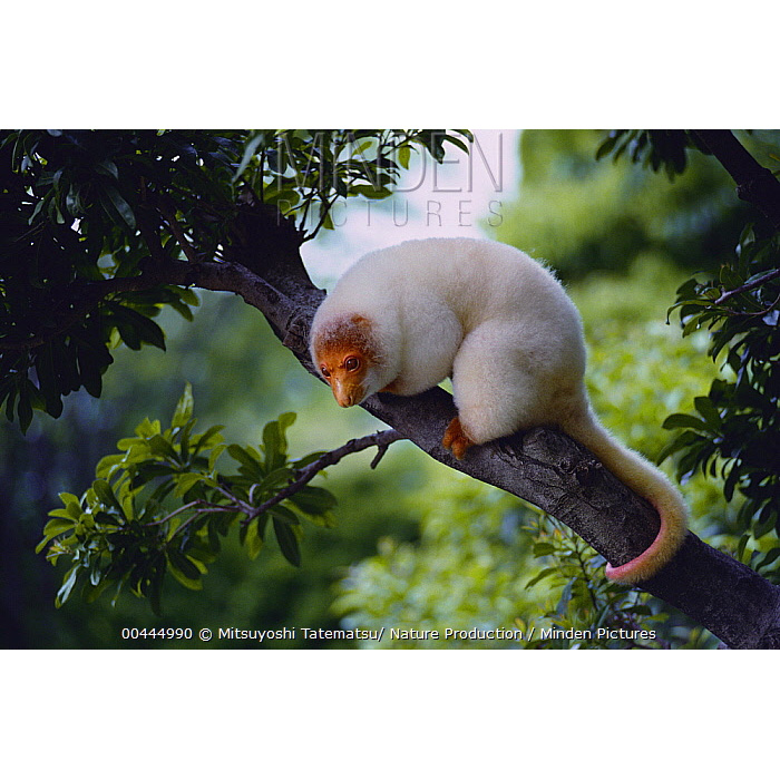 Пятнистый кускус (Spilocuscus maculatus) Фото №6