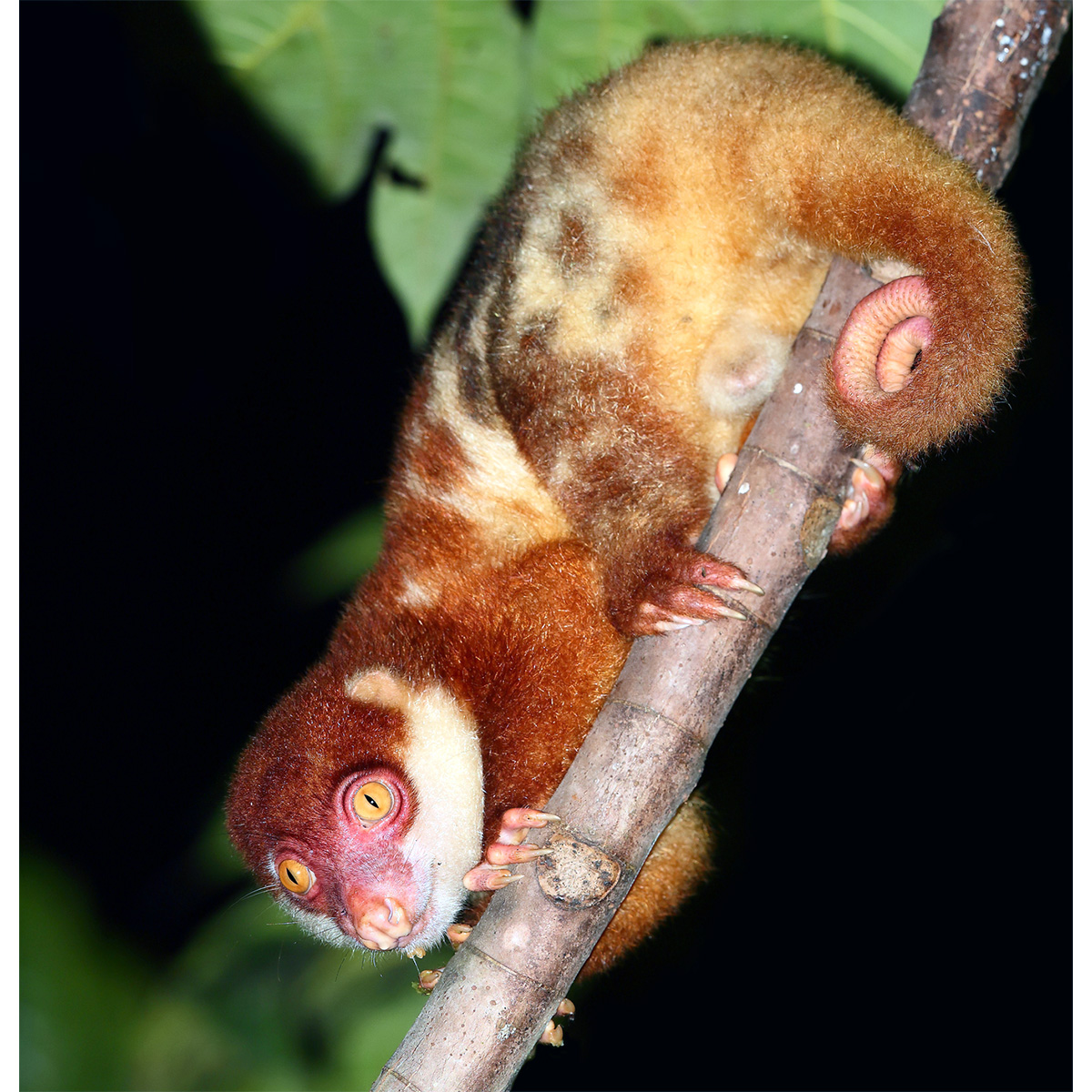Пятнистый кускус (Spilocuscus maculatus) Фото №7